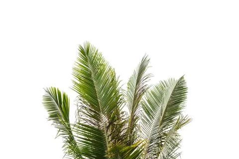 Isolated top palm tree. Stockfoto's