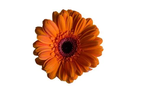 Isolated top view of a beautiful orange Gerbera Stock Photos