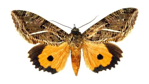 Isolated top view of fruit piercing moth Eudocima with patterned forewings .. 库存照片