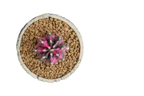 Isolated Top view image Pink Switched Green castas  in clay pots Stock Photos