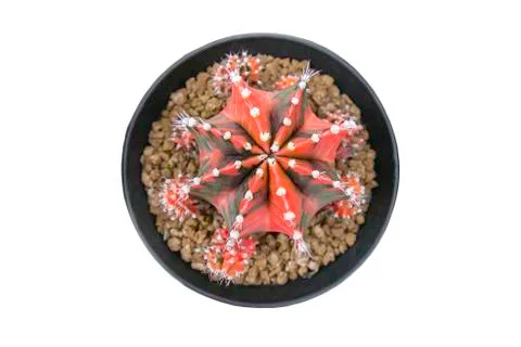Isolated Top view image Red Switched Green castas  in pots Stock Photos