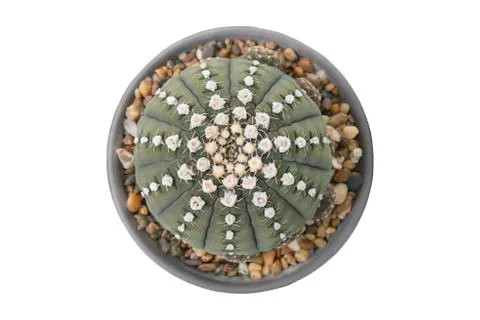 Isolated Top view image White flowers of Green castas  in pots Stock Photos