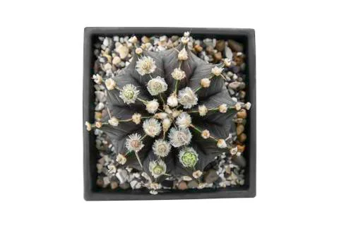 Isolated Top view image White flowers of Brown castas  in pots Stock Photos