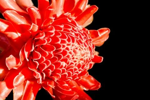 Isolated torch ginger flower Stock Photos