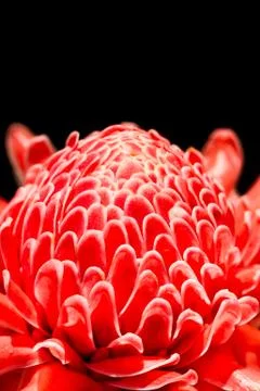 Isolated torch ginger flower Stock Photos