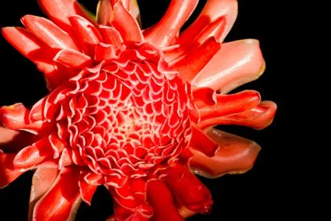 Isolated torch ginger flower Stock Photos