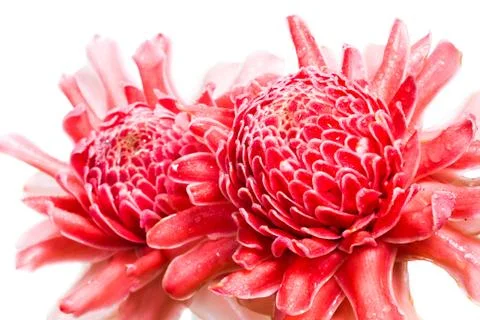 Isolated torch ginger flower Stock Photos