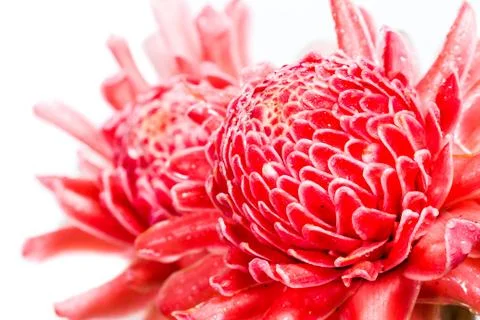 Isolated torch ginger flower Stock Photos