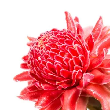 Isolated torch ginger flower Stock Photos