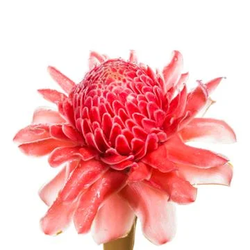 Isolated torch ginger flower Stock Photos