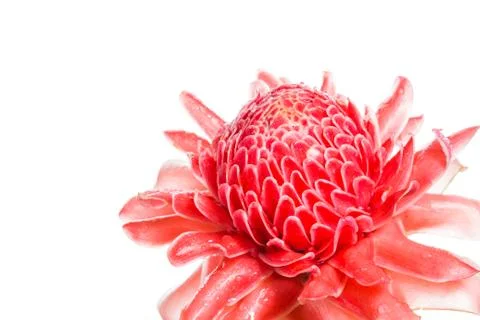 Isolated torch ginger flower Stock Photos