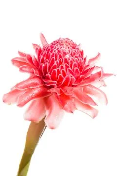 Isolated torch ginger flower Stock Photos
