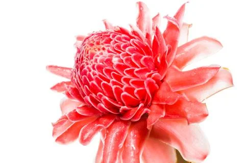 Isolated torch ginger flower Stock Photos