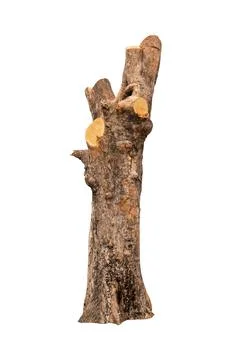 Isolated tree bark with white background and with clipping path Stock Photos