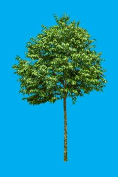 Isolated tree on blue background Stock Photos