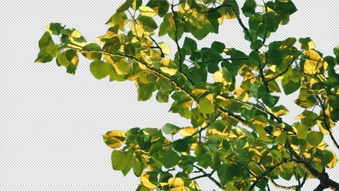 Isolated Tree Branch In Evening Sun Pre-Keyed With Alpha Channel Stock Footage 329428552