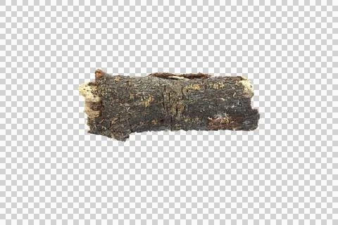 Isolated tree branch with white background and with clipping path. Stock Photos