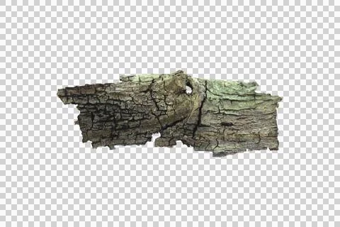 Isolated tree branch with white background and with clipping path. Stock Photos