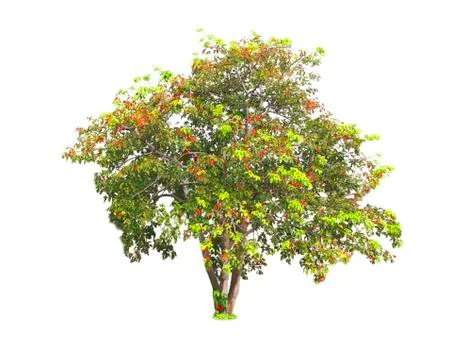 Isolated tree with clipping path on white background use for decoration Stock Photos