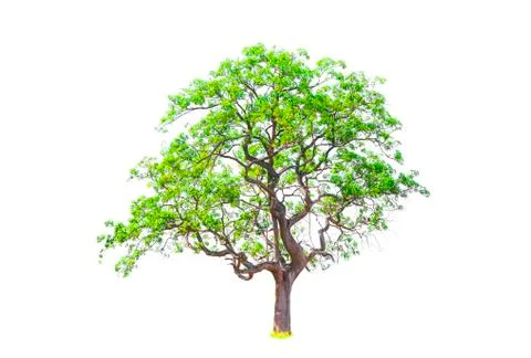 Isolated tree with clipping path on white background use for decoration Stock Photos