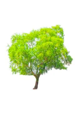 Isolated tree with clipping path on white background use for decoration Stock Photos