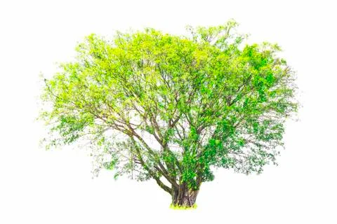 Isolated tree with clipping path on white background use for decoration Foto stock