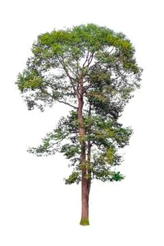 Isolated tree with clipping path on white background use for decoration Stock Photos