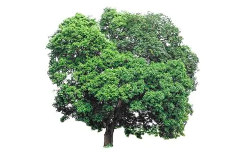 Isolated tree with clipping path on white background use for decoration Stock Photos