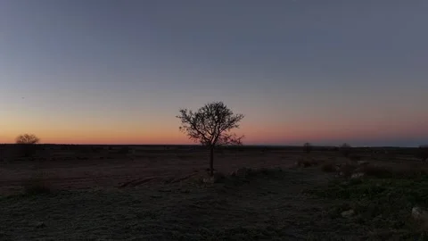 An isolated tree in a crop field at dawn is observed in flight backwards Stock Footage 261383697