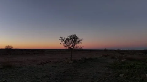 An isolated tree in a crop field at dawn is observed in close flight Stock Footage 261383705