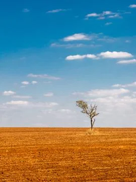 Isolated tree in a devastated land Stock Photos