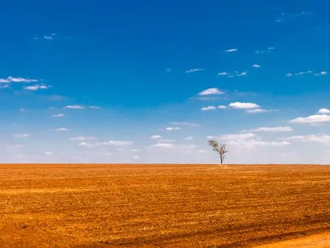 Isolated tree in a devastated land Stock Photos