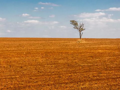 Isolated tree in a devastated land Stock Photos
