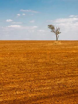 Isolated tree in a devastated land Stock Photos
