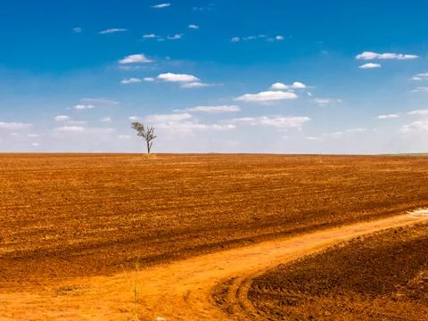 Isolated tree in a devastated land Foto stock