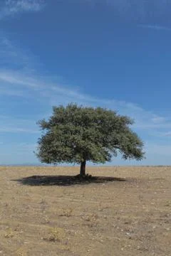 Isolated tree on a empty field with blue sky on top Foto stock