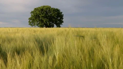 Isolated tree in a field Stock Footage 75904359