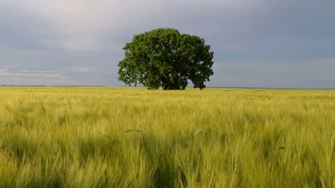 Isolated tree in a field Stock Footage 75904784