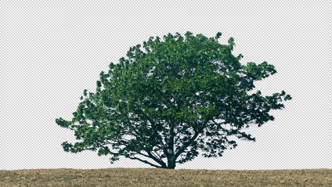 Isolated Tree In Field Pre-Keyed With Alpha Channel Stock Footage 332000445