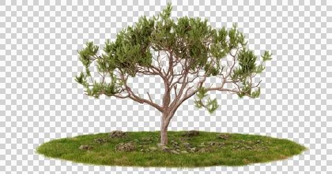 Isolated Tree on Grass Patch, Digital Asset for Nature and Environment Design Stock Photos