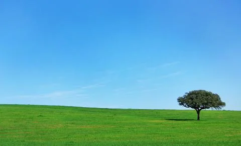 Isolated tree in the green field Stock Photos