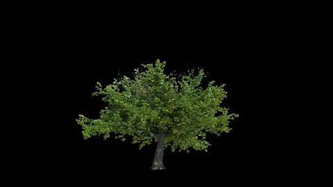 Isolated Tree Growing Stock Footage 80507506