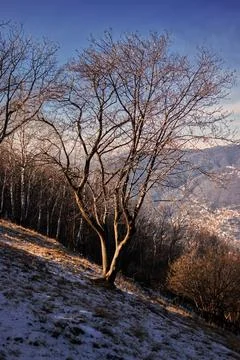 An isolated tree on a hill. Stock Photos