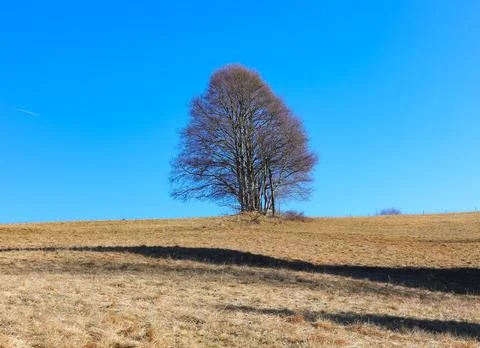 Isolated tree on the hill without leaves in winter Stock Photos