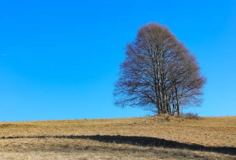 Isolated tree on the hill without leaves in autumn without people Stock Photos