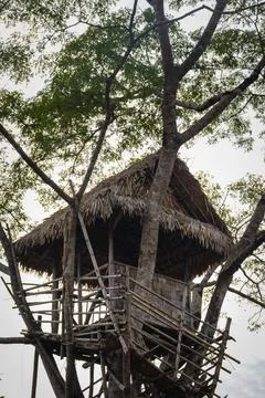 Isolated tree house at tree top with flat sky at morning Stockfoto's