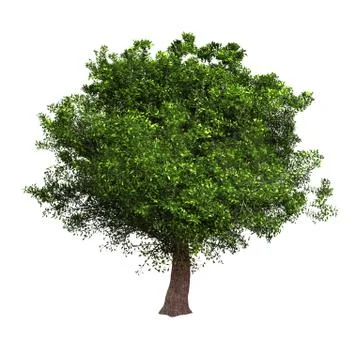 Isolated tree Stock Illustration