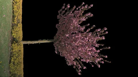 Isolated Tree Japanese Cherry Video stock 240419089