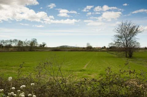 Isolated tree landscape Stock Photos