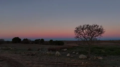 An isolated tree located to the right of the composition in a crop field at d Stock Footage 261383707